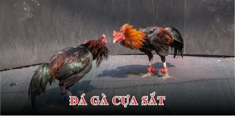 Gà cựa sắt là gì