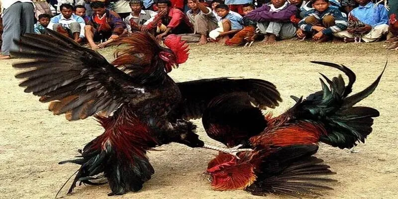 Một số luật lệ cần biết khi chơi gà cựa sắt