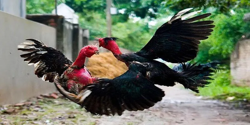 Một số thông tin giới thiệu và cách chơi đá gà