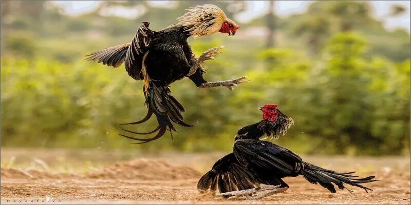 Những thủ thuật nên vận dụng vào cách chơi đá gà